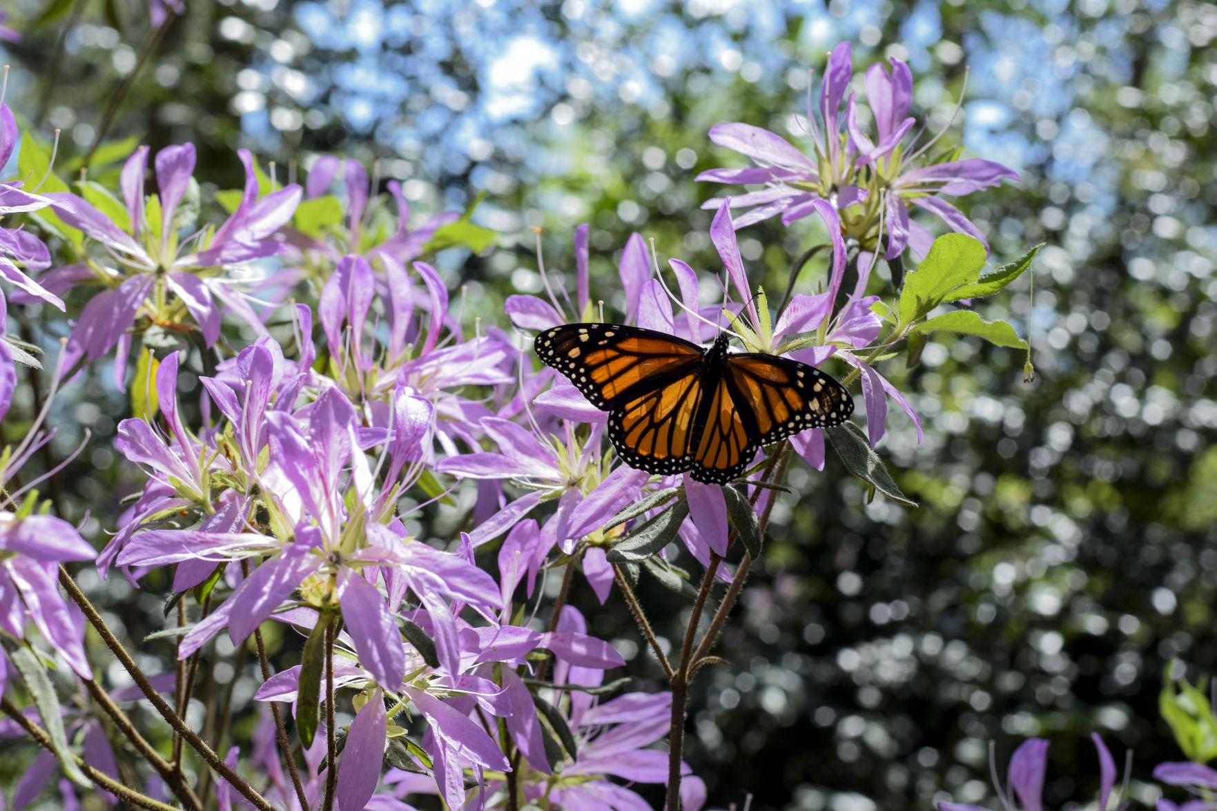 Mize Azalea Courtesy 2.jpg